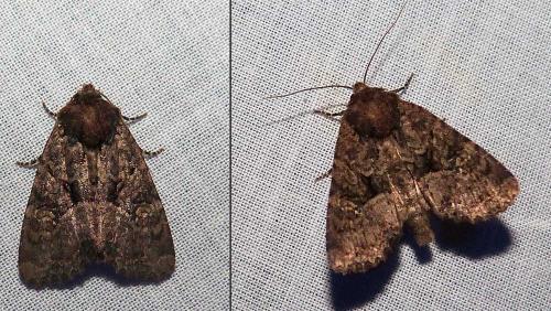 Mesapamea sp.